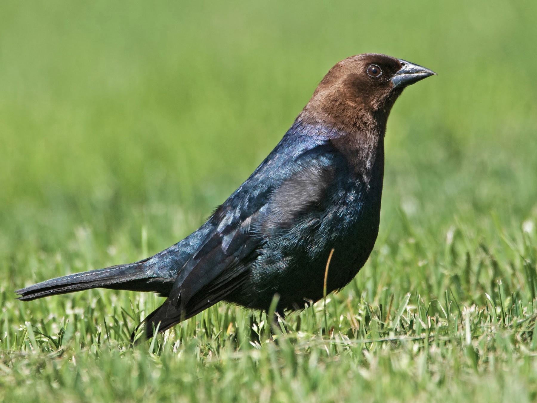 Brown Headed Cowbird Wisconsin EBird   1800