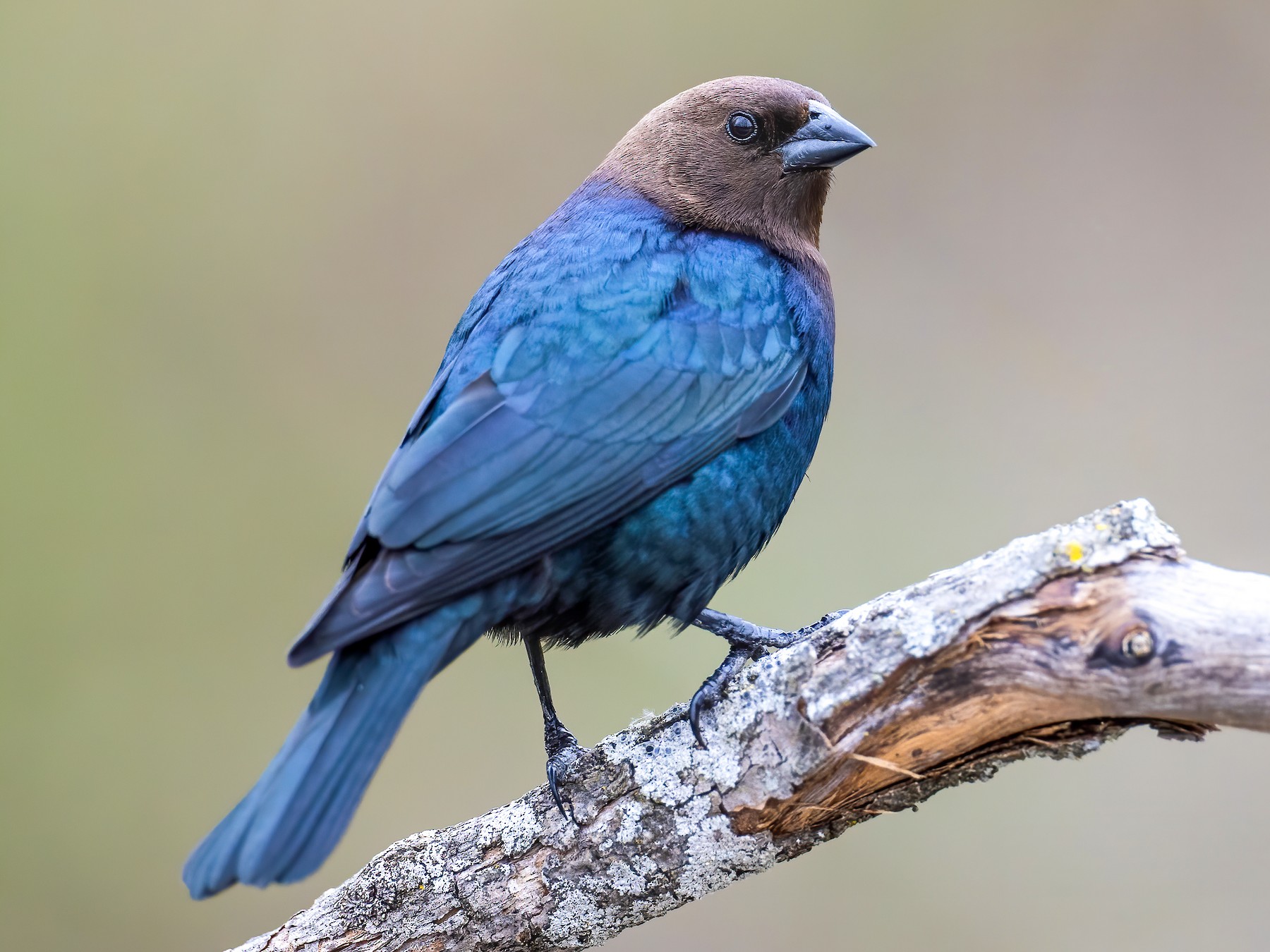 Brown Headed Cowbird Eggs