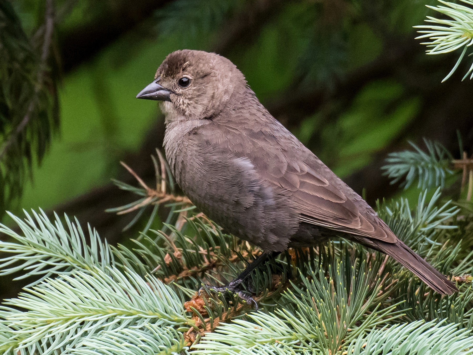 Brownheaded Cowbird eBird