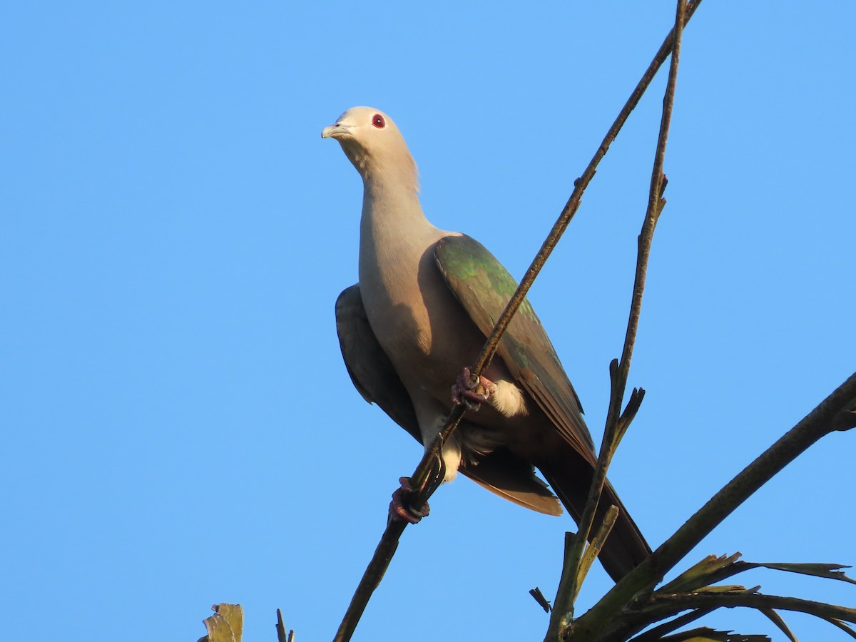 Green Imperial-Pigeon - ML306623101