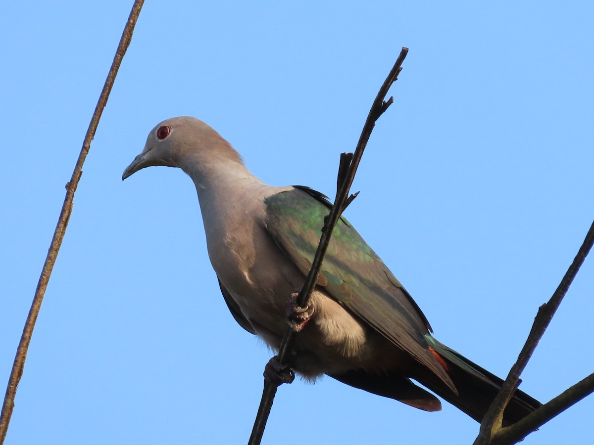 Green Imperial-Pigeon - Danidu Geeganage