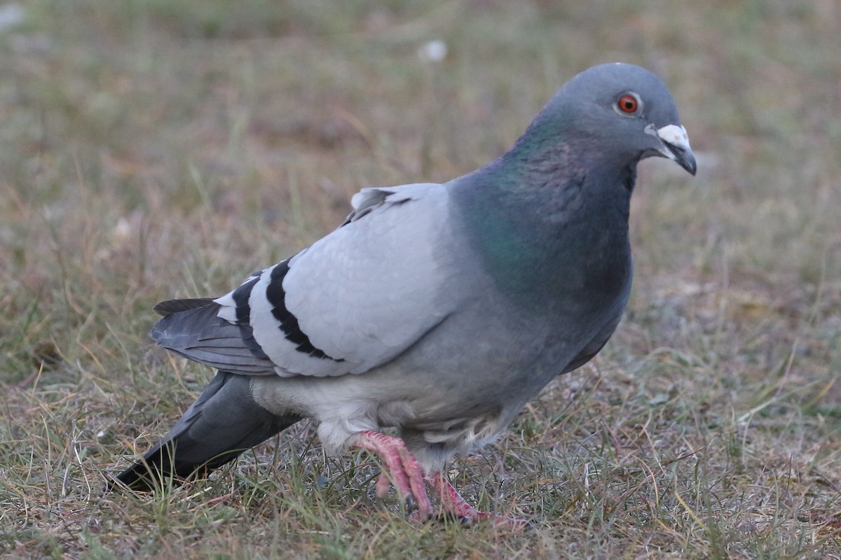 Rock Pigeon (Feral Pigeon) - Roly Pitts