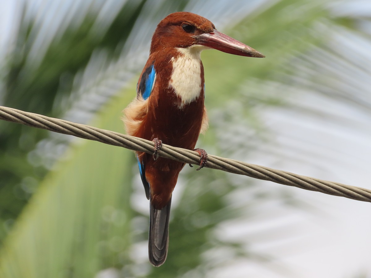 White-throated Kingfisher - Danidu Geeganage