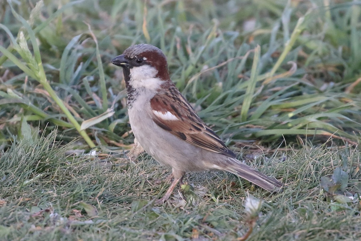 House Sparrow - Roly Pitts