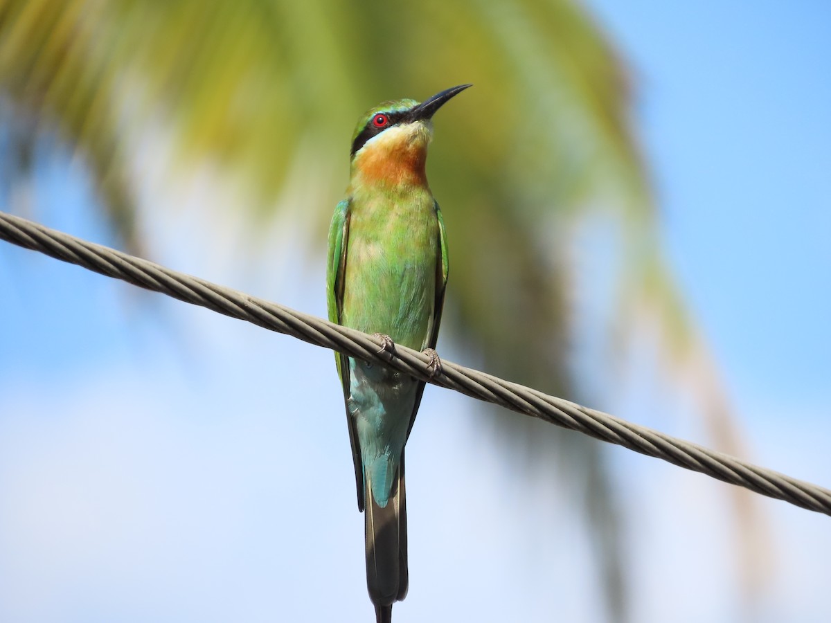 Blue-tailed Bee-eater - Danidu Geeganage