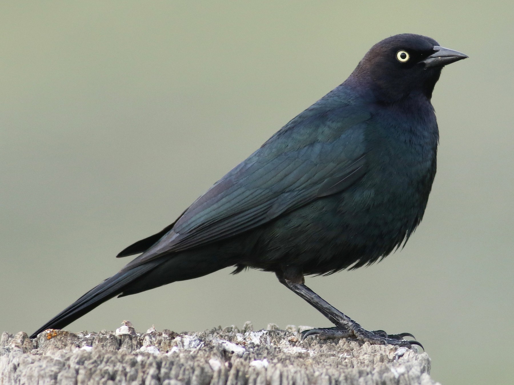 Brewer's Blackbird - Jonathan Eckerson