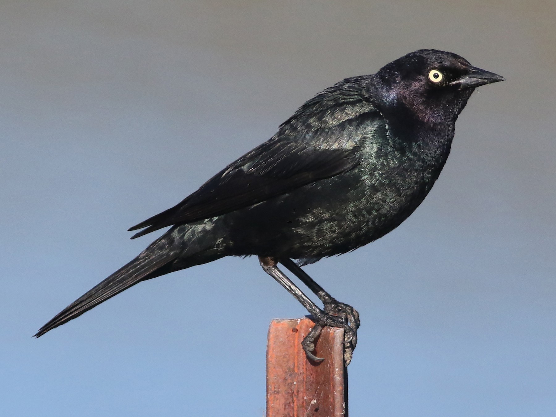 Brewer's Blackbird - Joshua  Glant