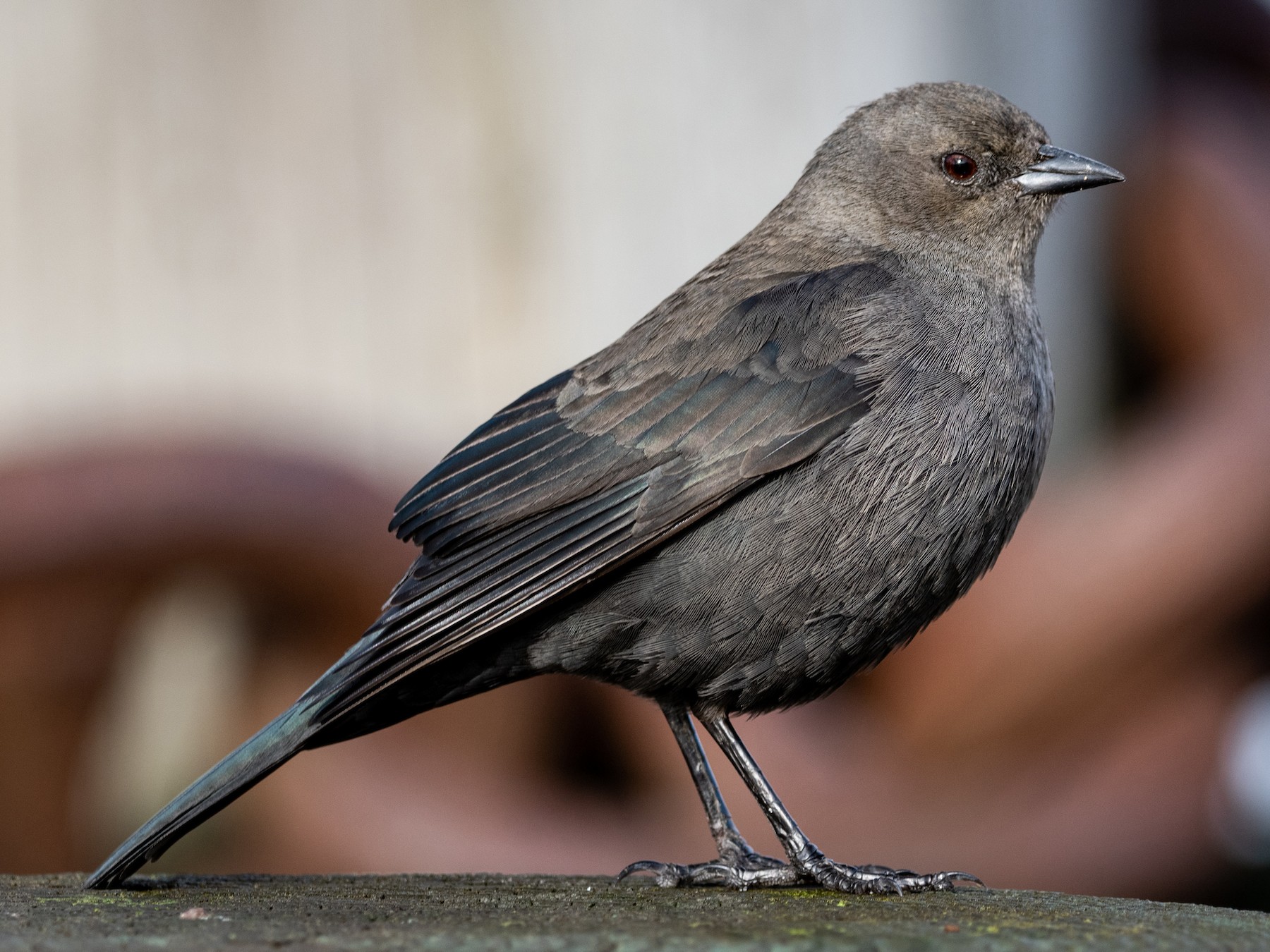 Brewer's Blackbird - Mason Maron