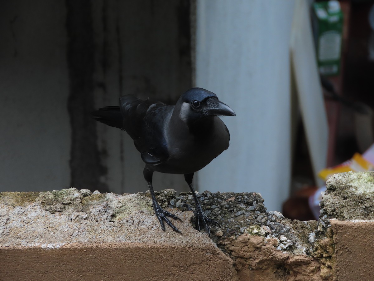 House Crow - Danidu Geeganage