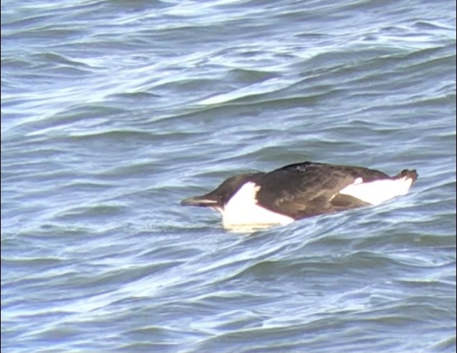 Thick-billed Murre - ML306627701