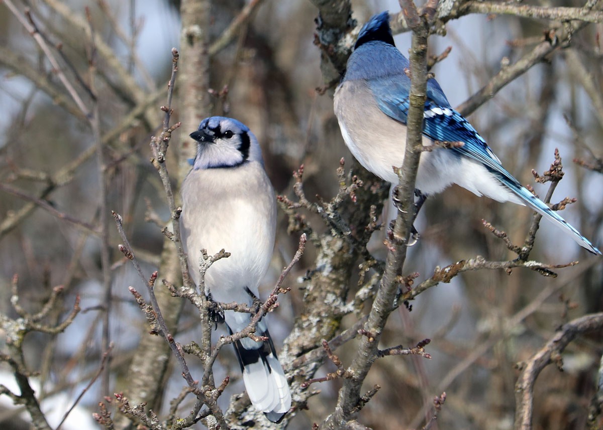 Blue Jay - Anonymous