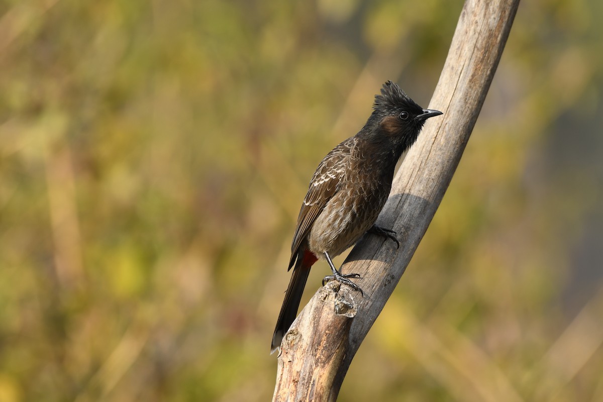 Red-vented Bulbul - ML306632951