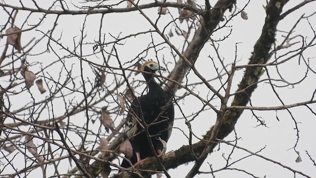 Blue-throated Piping-Guan - ML306633651