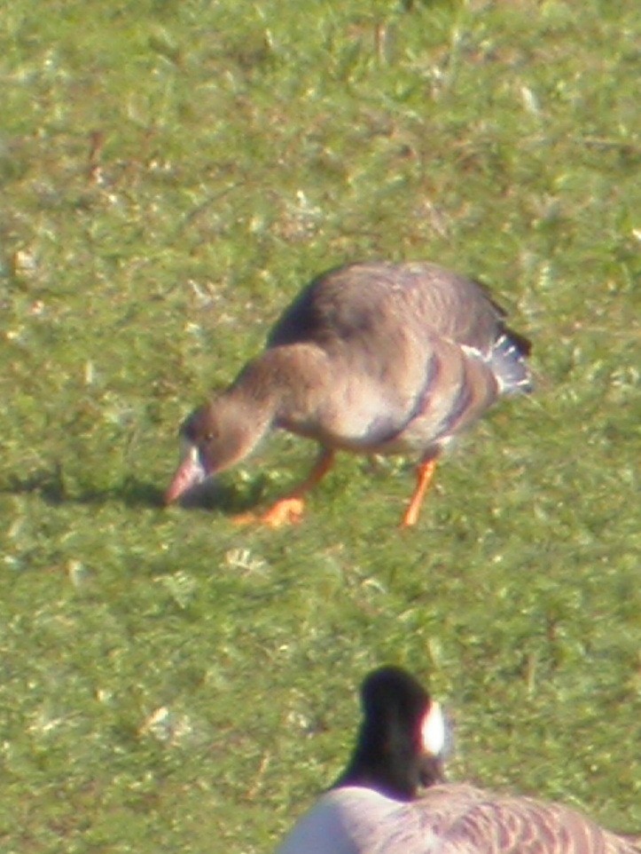 Greater White-fronted Goose - Clive & Sheila Williamson