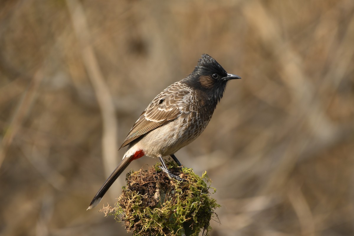 Red-vented Bulbul - ML306634021
