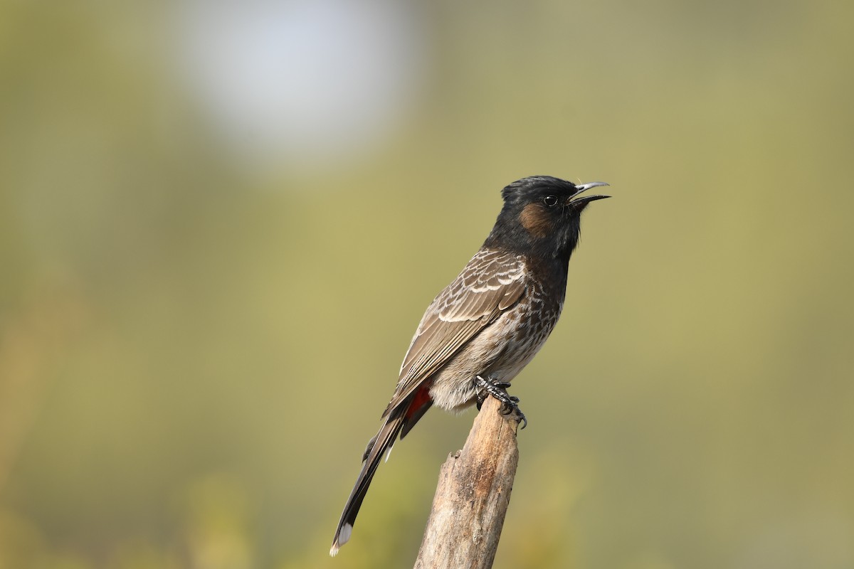 Red-vented Bulbul - ML306634131