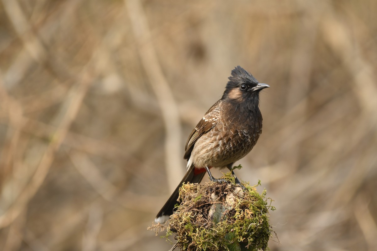 Red-vented Bulbul - ML306634371