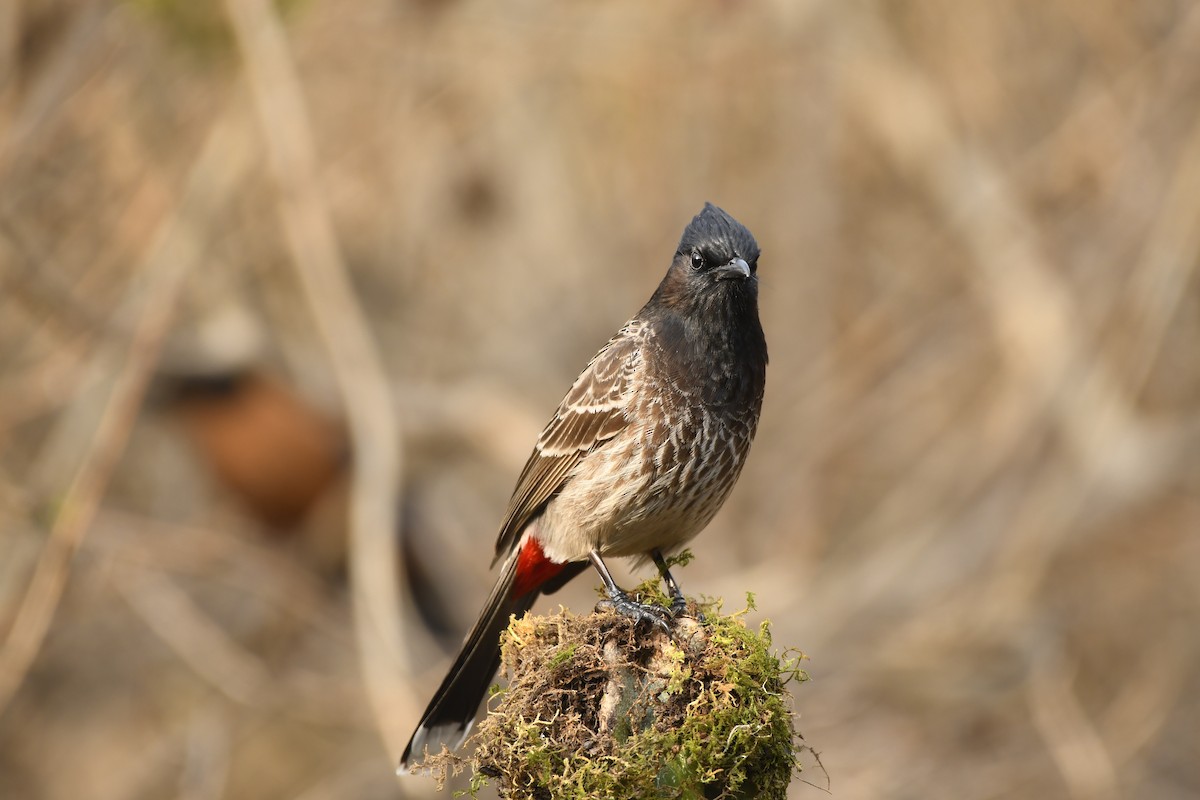 Red-vented Bulbul - ML306634481