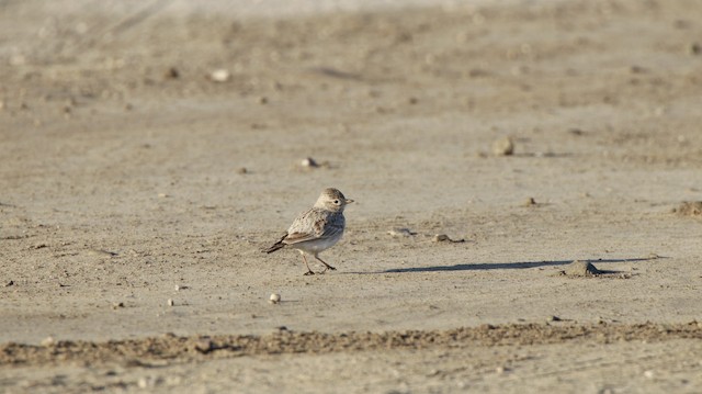 Bird in its habitat; Hormozgan, Iran (subspecies <em class="SciName notranslate">adamsi</em>). - Sand Lark - 