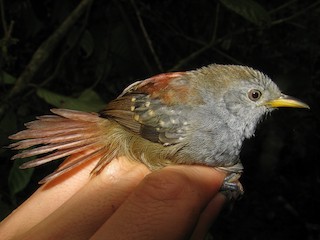  - Rufous-tailed Stipplethroat