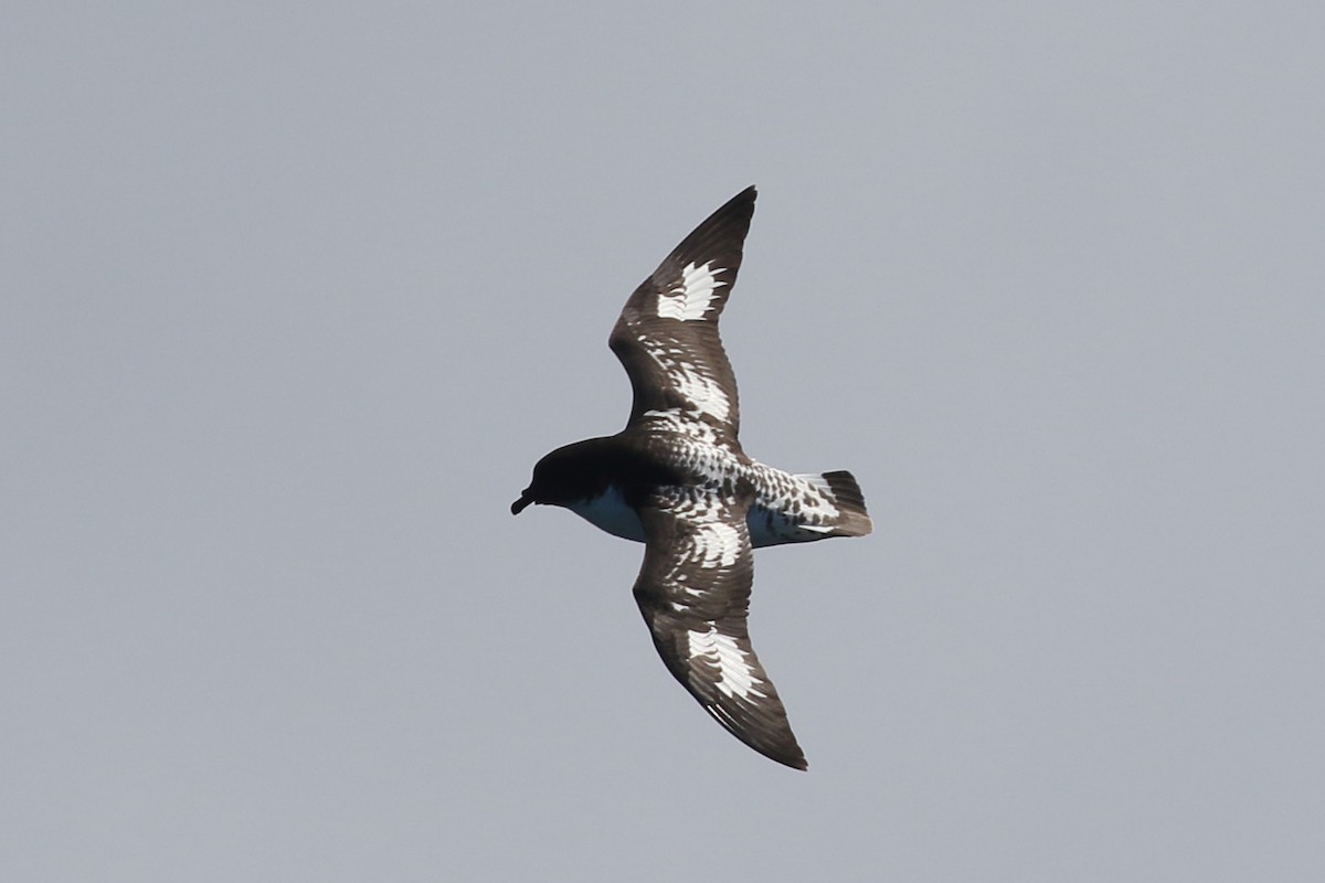 Cape Petrel - Roly Pitts