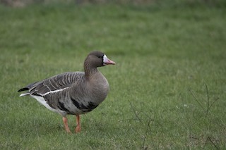 Greater White-fronted Goose, ML306642841