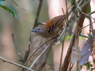  - Rio Madeira Stipplethroat