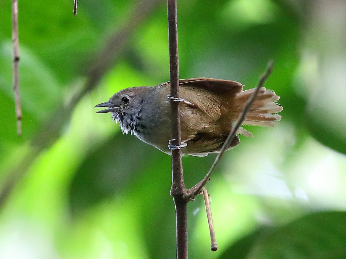 White-eyed Stipplethroat - Epinecrophylla leucophthalma - Birds of the ...