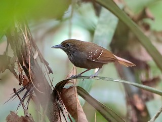  - Brown-bellied Stipplethroat