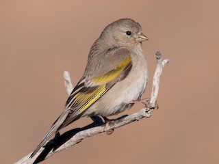 カオグロキンヒワ - eBird