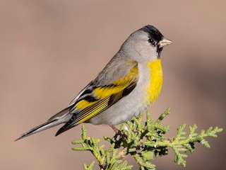 カオグロキンヒワ - eBird