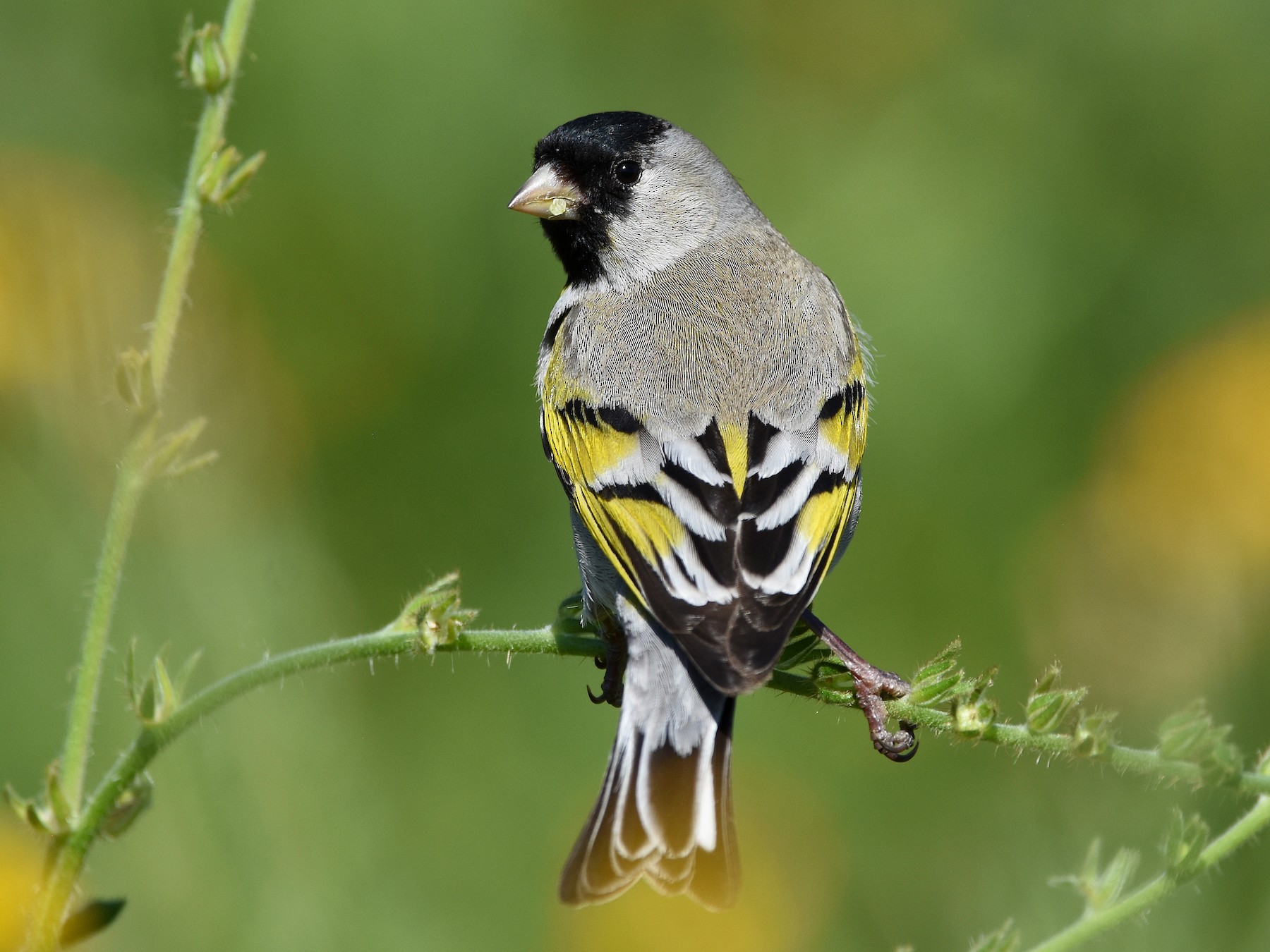 Lawrence's Goldfinch - Christopher Lindsey