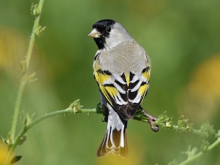 カオグロキンヒワ - eBird
