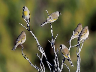 小枝鳥 カオグロキンヒワ - eBird