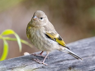 Молодая птица - Andrew Newmark - ML306655191