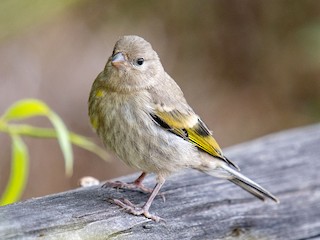 カオグロキンヒワ - eBird