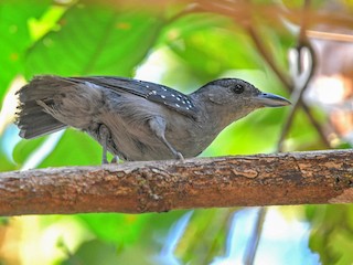  - Spot-winged Antshrike