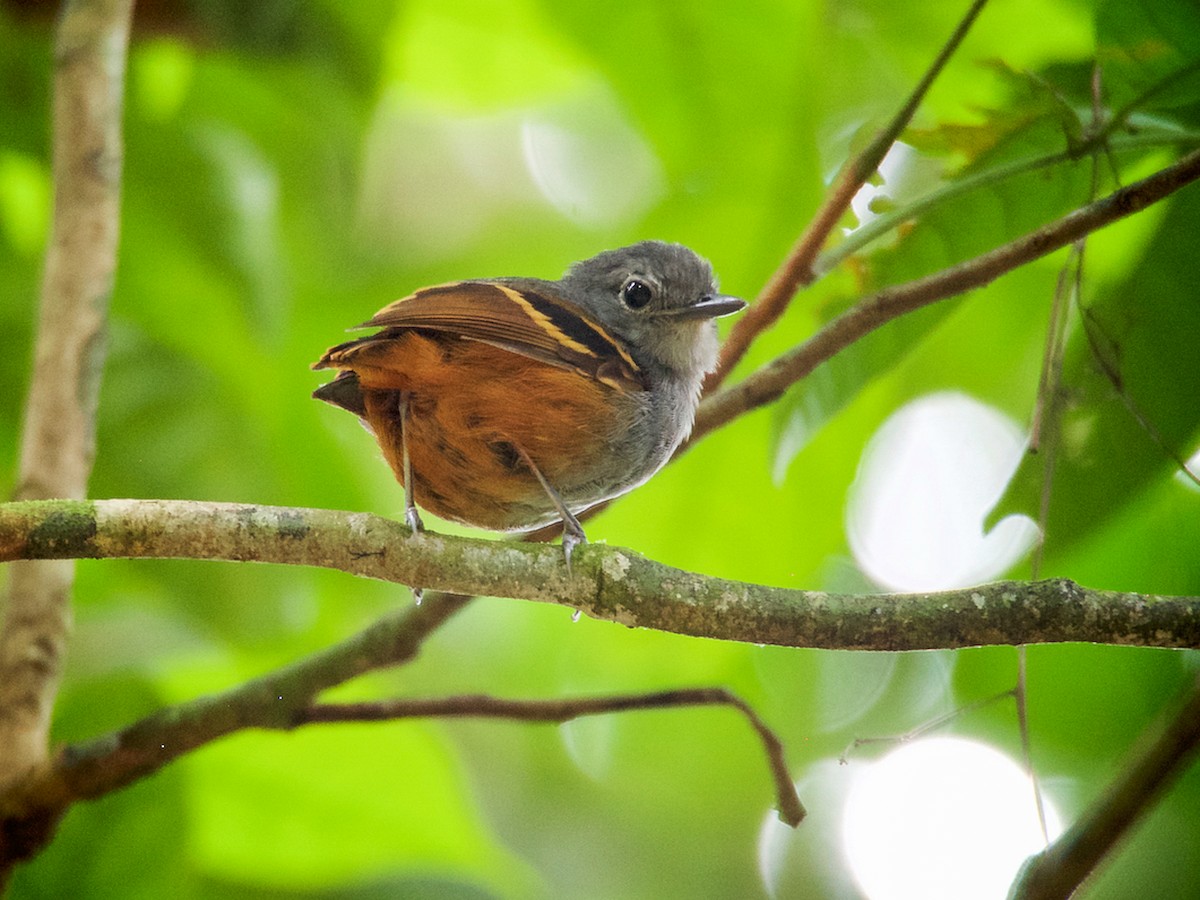 Rufous-bellied Antwren - Isleria guttata - Birds of the World