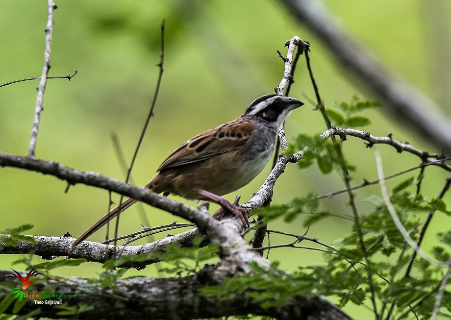 Stripe-headed Sparrow - Benedicto Grijalva
