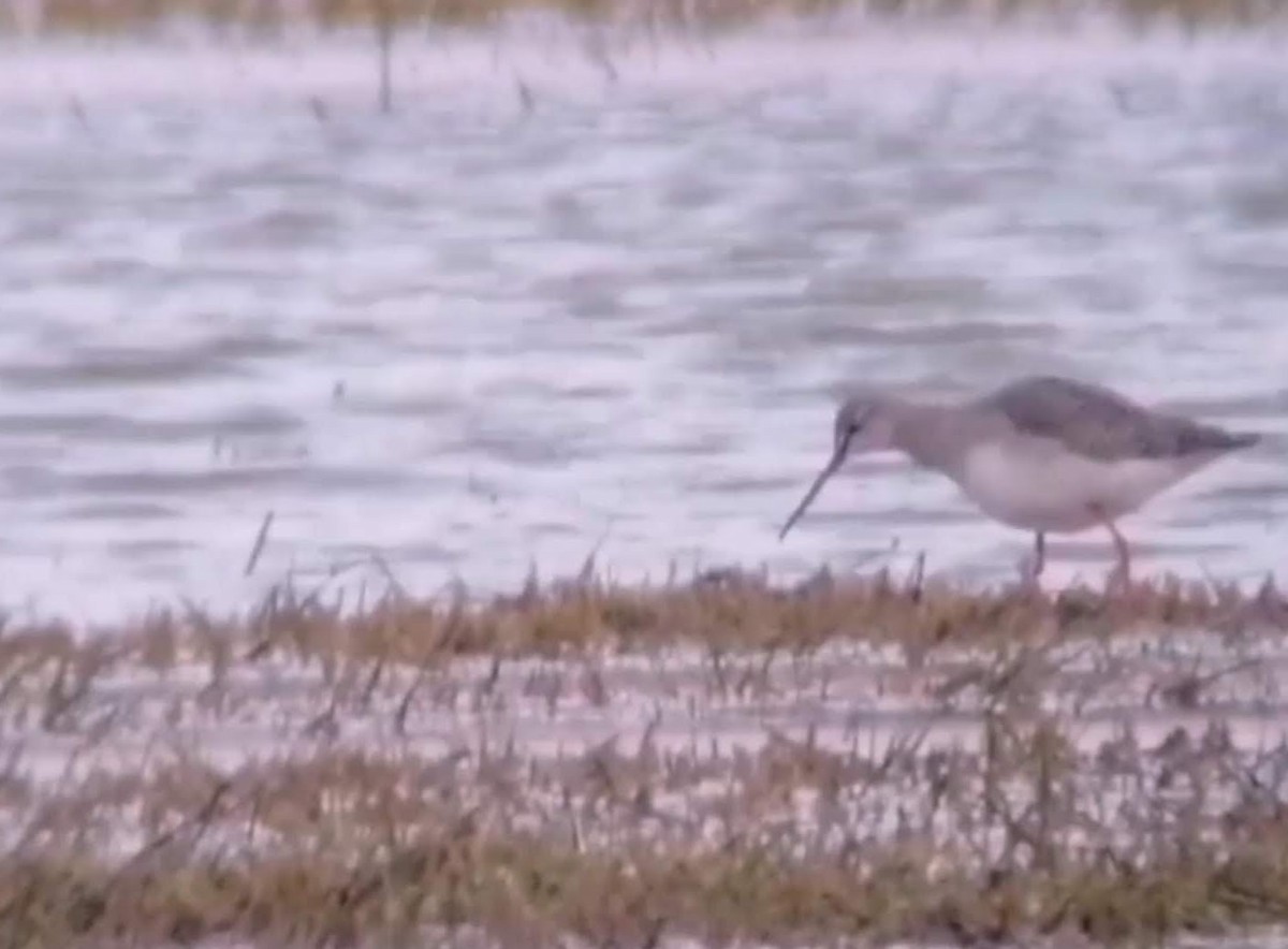 Spotted Redshank - ML306674141