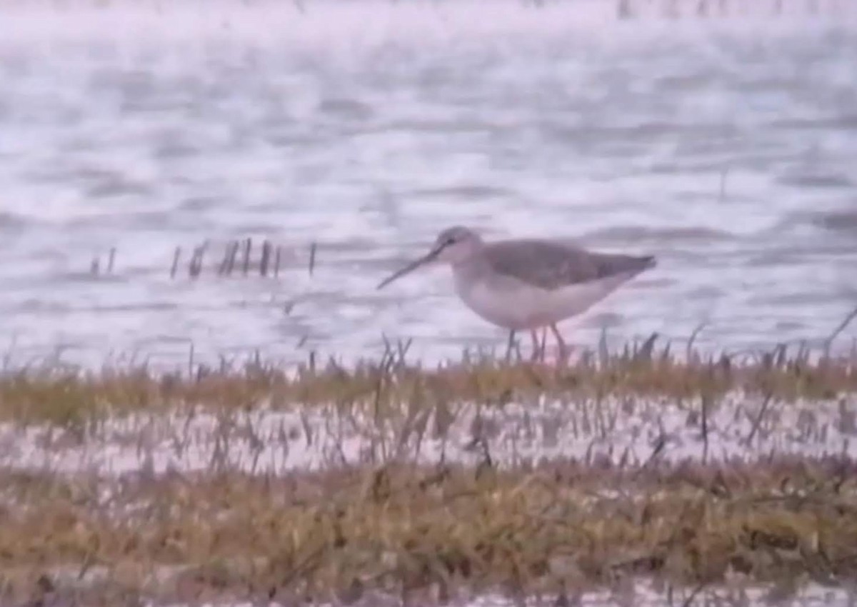 Spotted Redshank - ML306674161