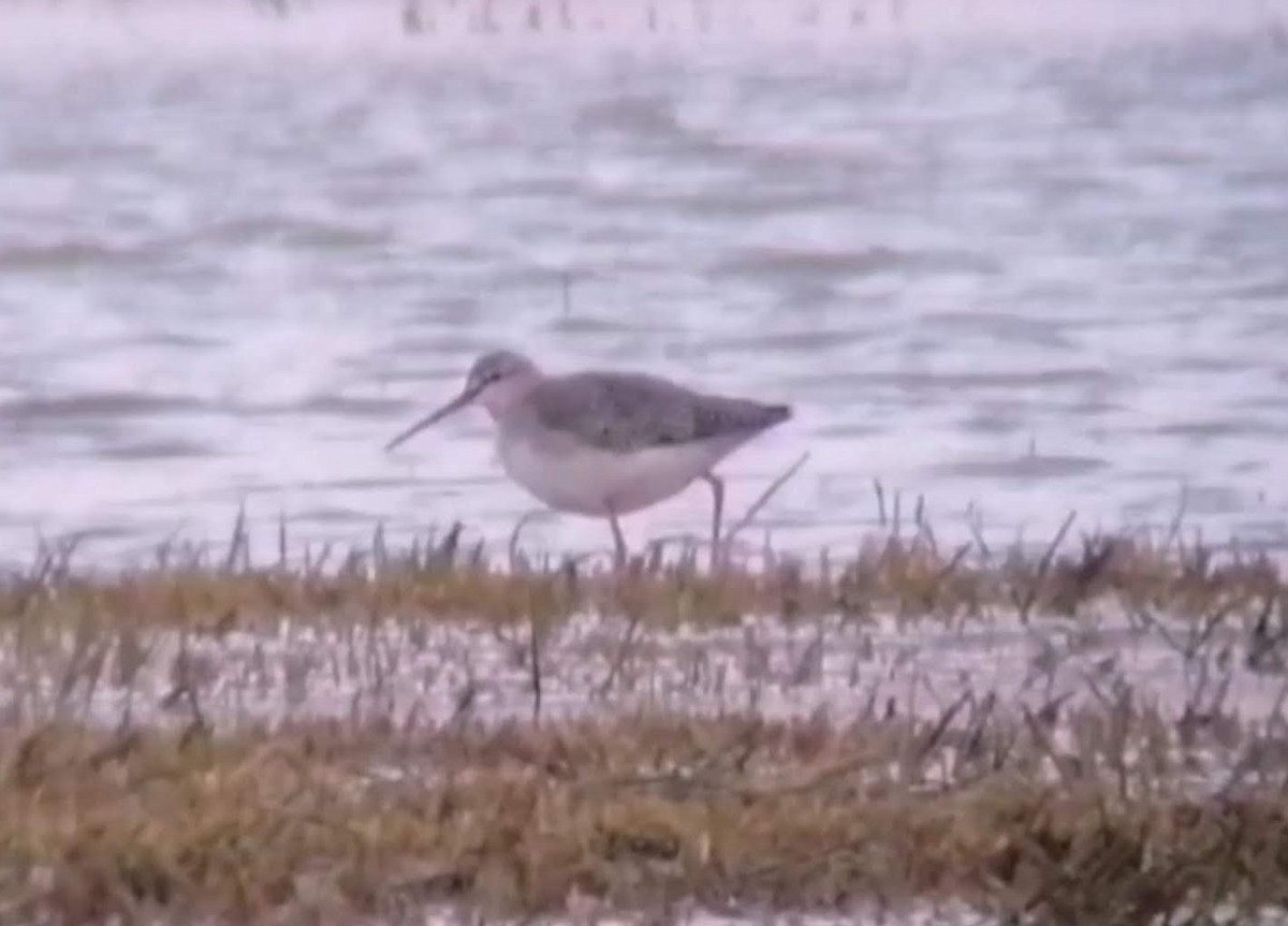 Spotted Redshank - ML306674181