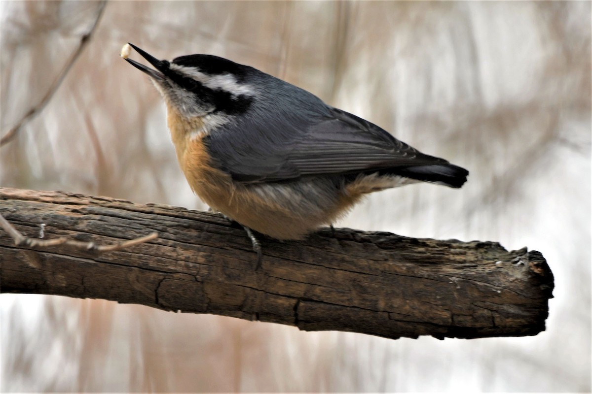 Red-breasted Nuthatch - ML306679481