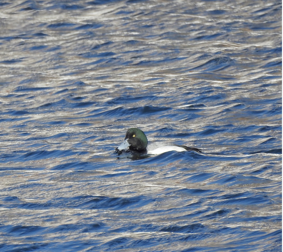 Greater Scaup - ML306681451