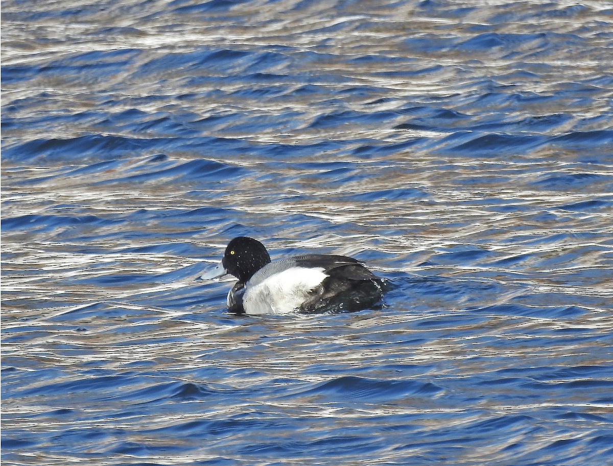 Greater Scaup - ML306681491