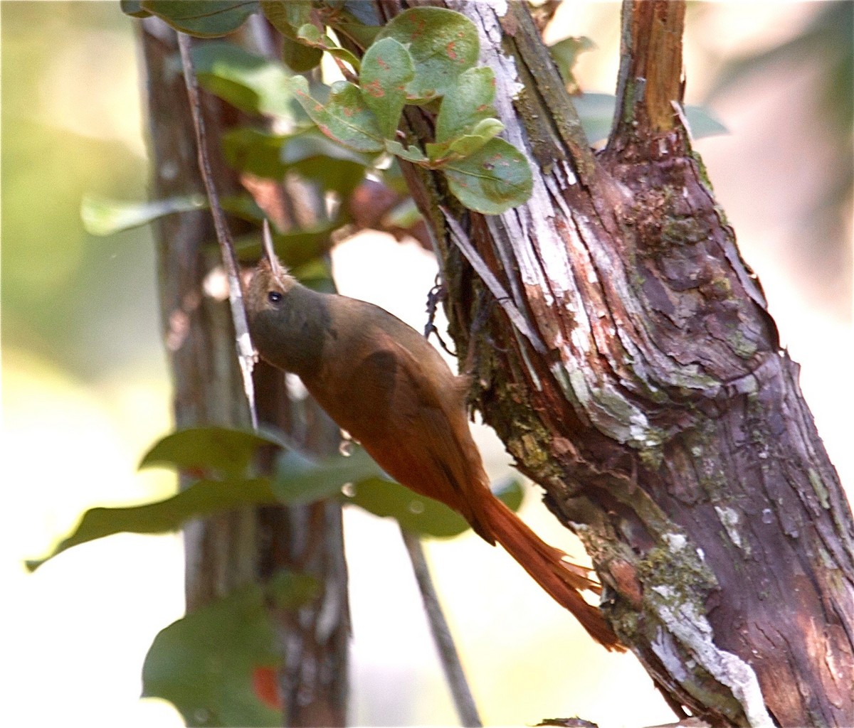Olivaceous Woodcreeper - Karl Overman