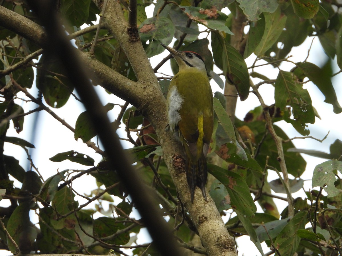 Gray-headed Woodpecker - Shuvendu Das