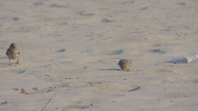 Песчаный жаворонок - ML306686601