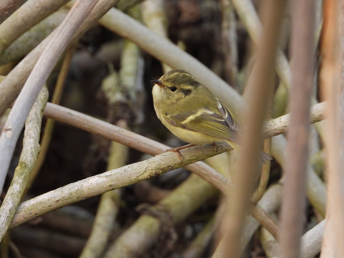 Hume's Warbler - ML306687311