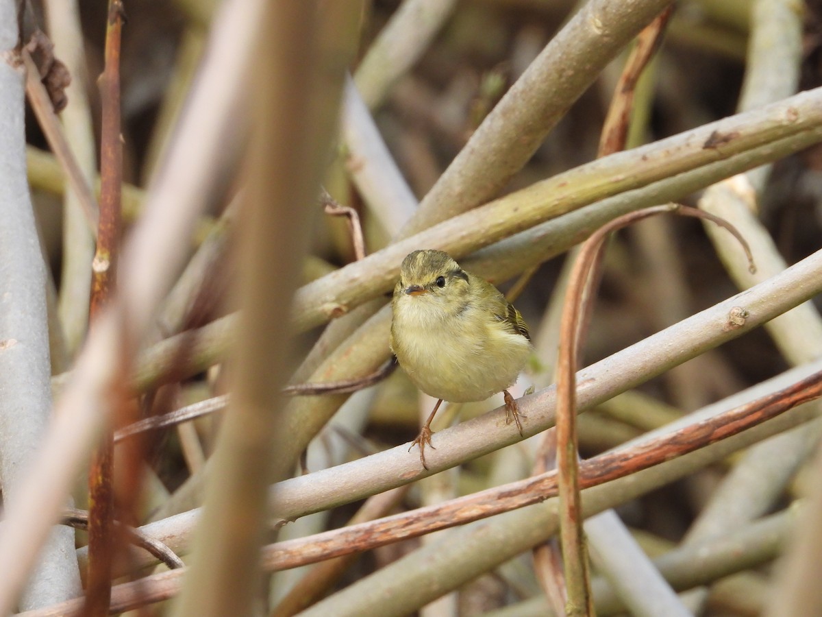 Hume's Warbler - ML306687321